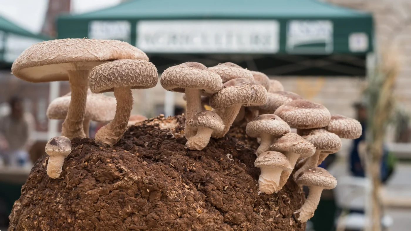 dried shiitake mushrooms