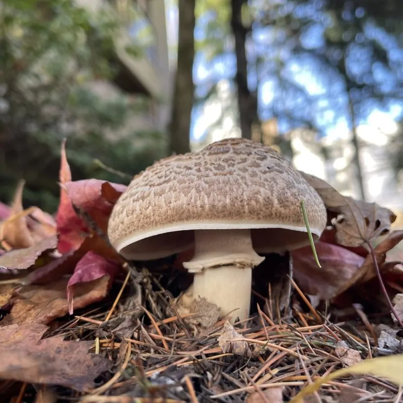 Agaricus blazei
