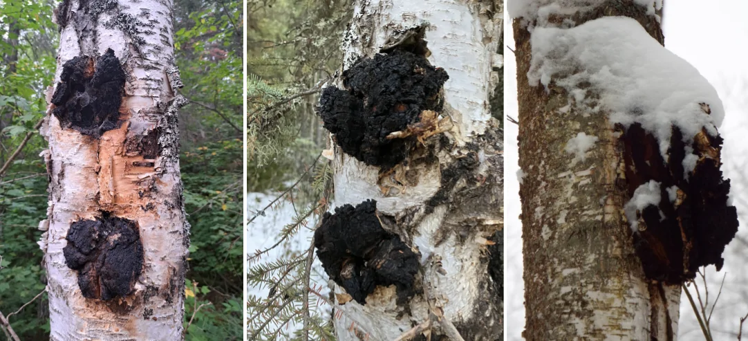 Chaga
