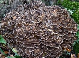 maitake mushrooms