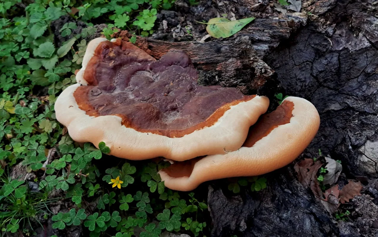 Reishi For Health